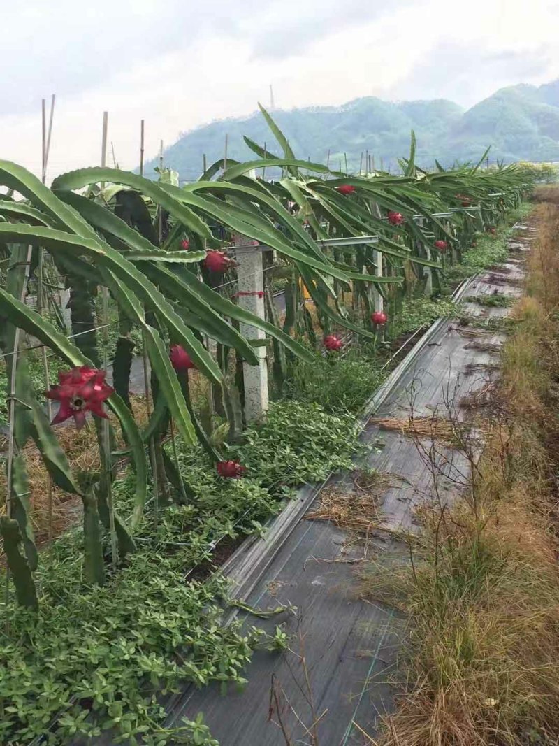 金都一号软枝大红红心火龙果大量供应，一件代发，基地直供价