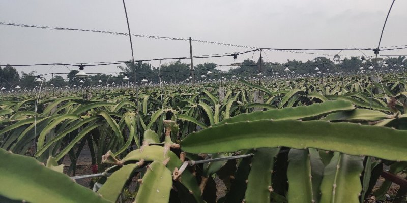金都一号软枝大红红心火龙果大量供应，一件代发，基地直供价