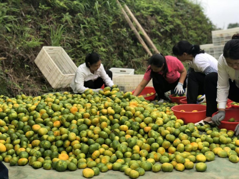 寻乌蜜桔