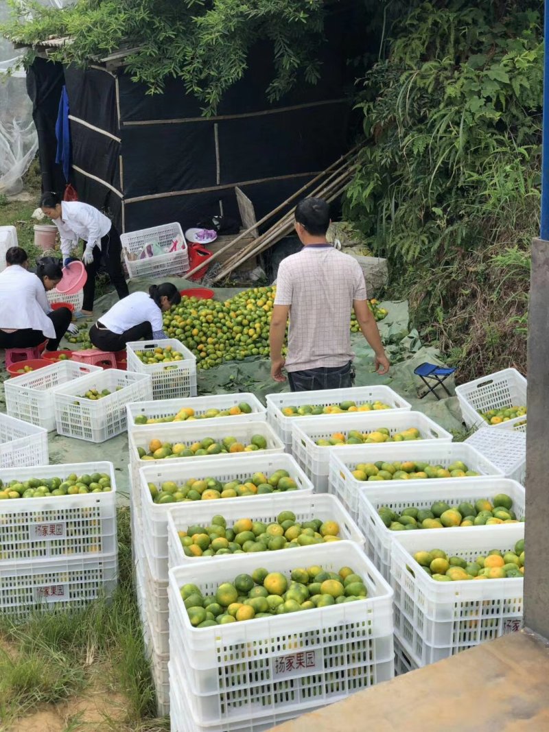 寻乌蜜桔