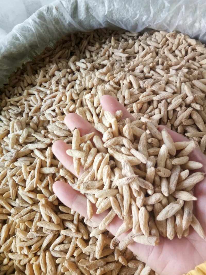 麦冬