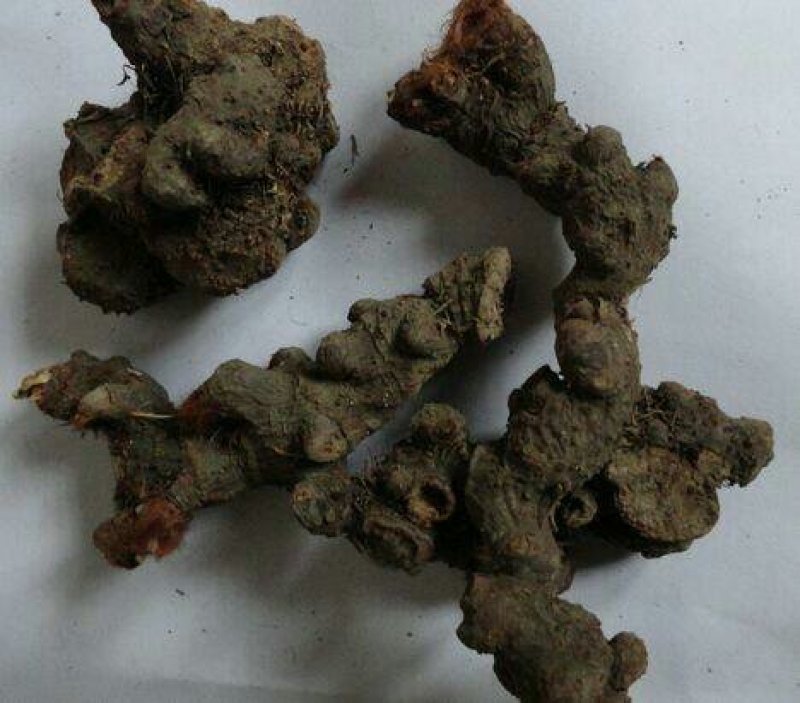 落新妇千余品种供应承接订单