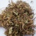 落得打积雪草崩大碗千余品种供应承接订单