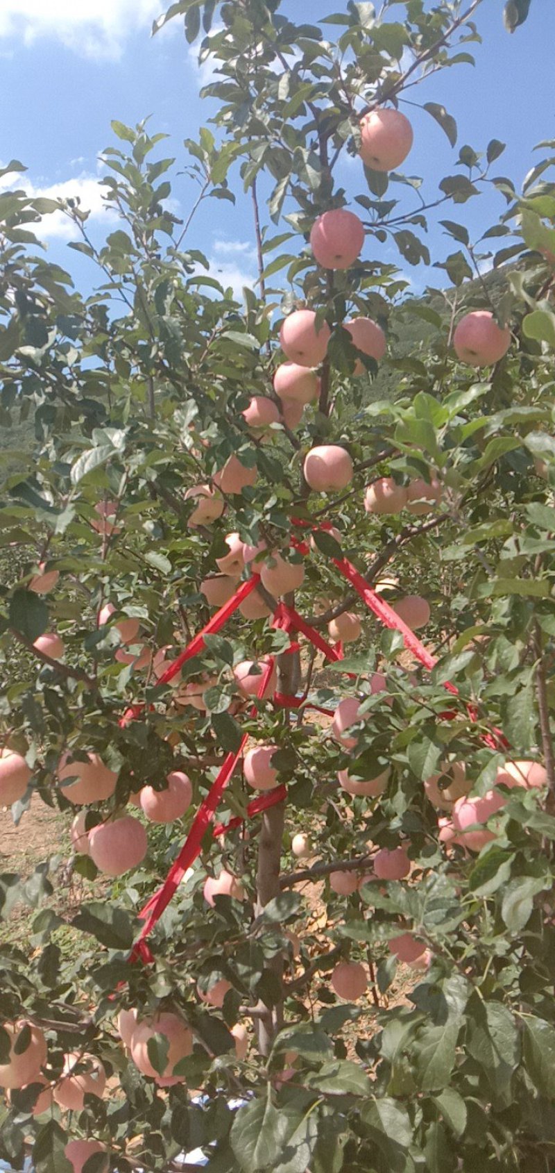 栖霞苹果代办，调库