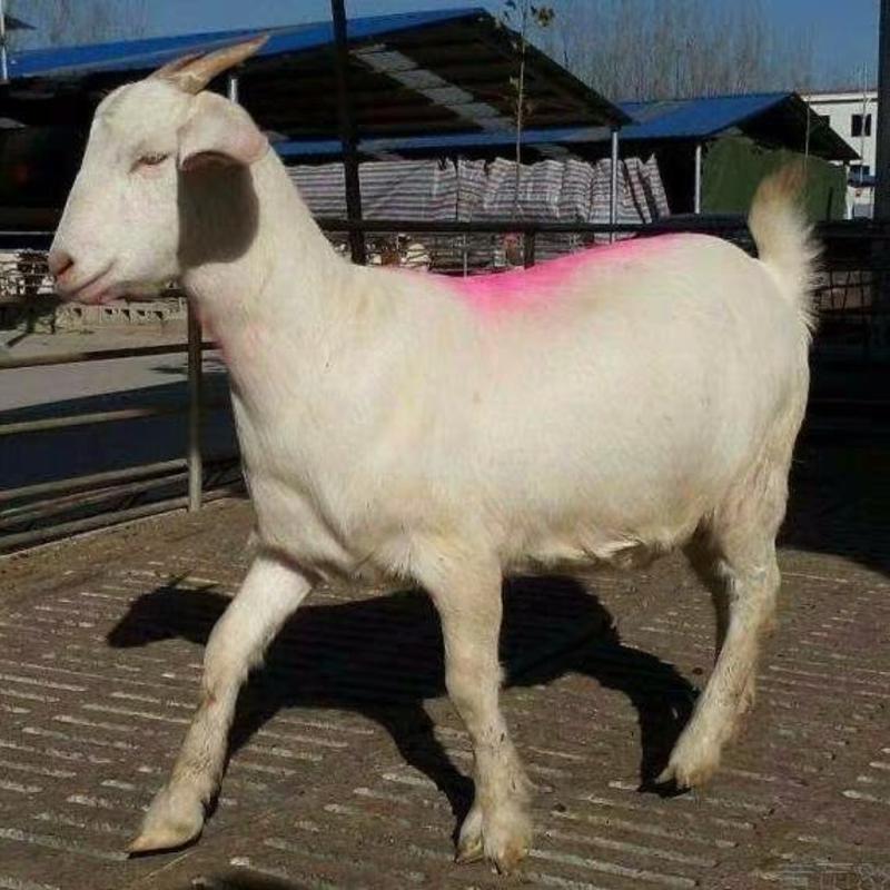 美国白山羊纯种白山羊种公羊怀孕母羊美国白山羊羊羔活体出售