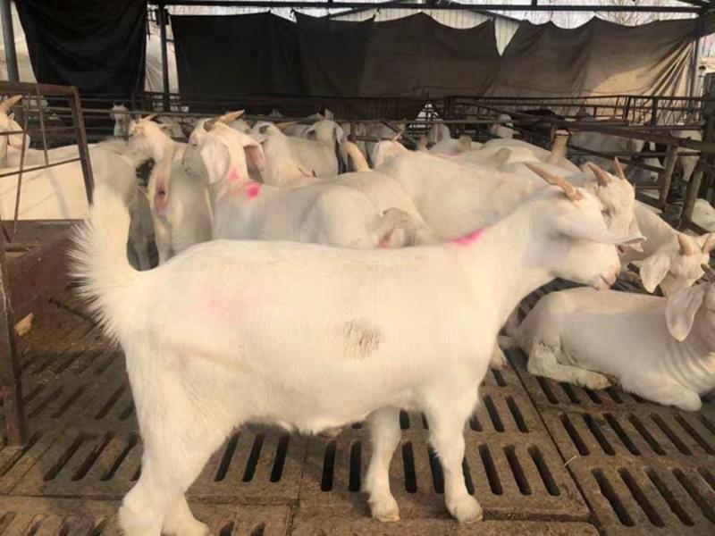 美国白山羊纯种白山羊种公羊怀孕母羊美国白山羊羊羔活体出售