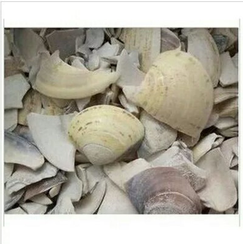 蛤壳千余品种供应承接订单