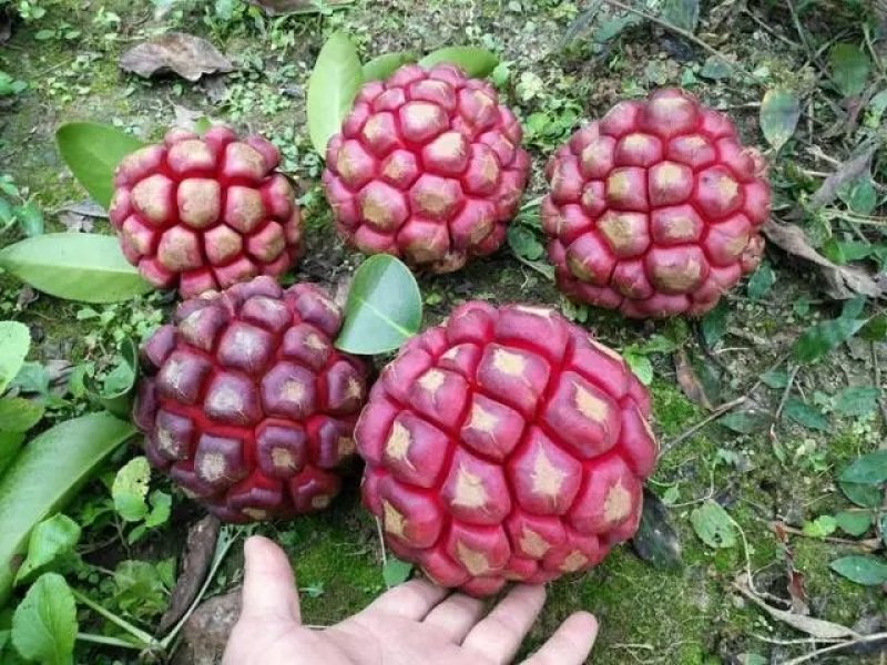 新型水果：黑老虎