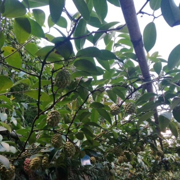 新型水果：黑老虎