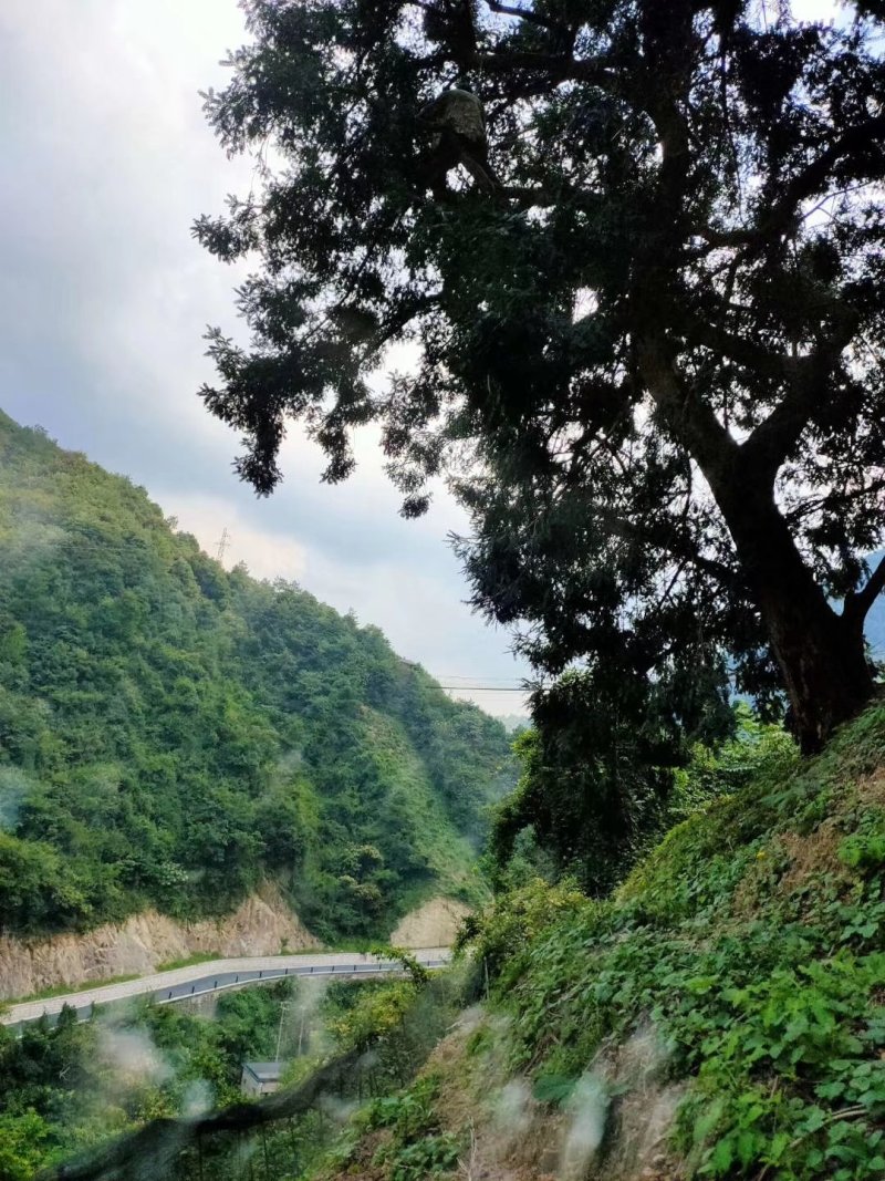 香榧