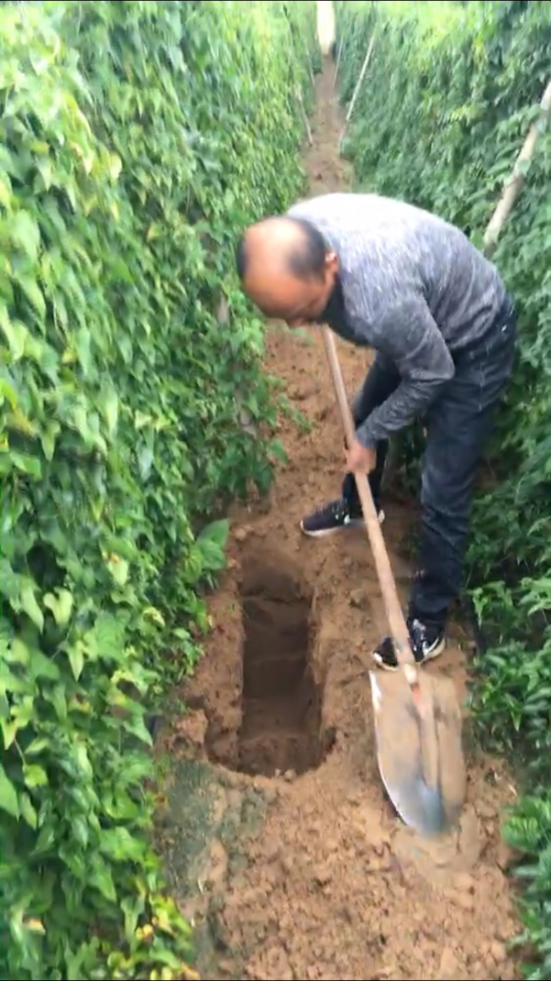 麻山药，好纯沙地口感好，直流白