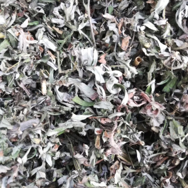 全颗艾产地直供