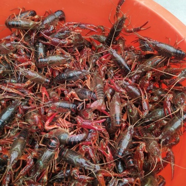 小龙虾