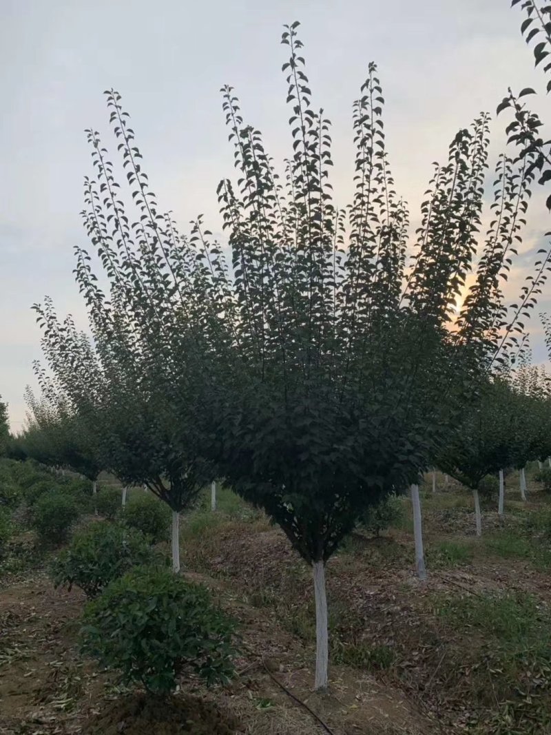 红梅