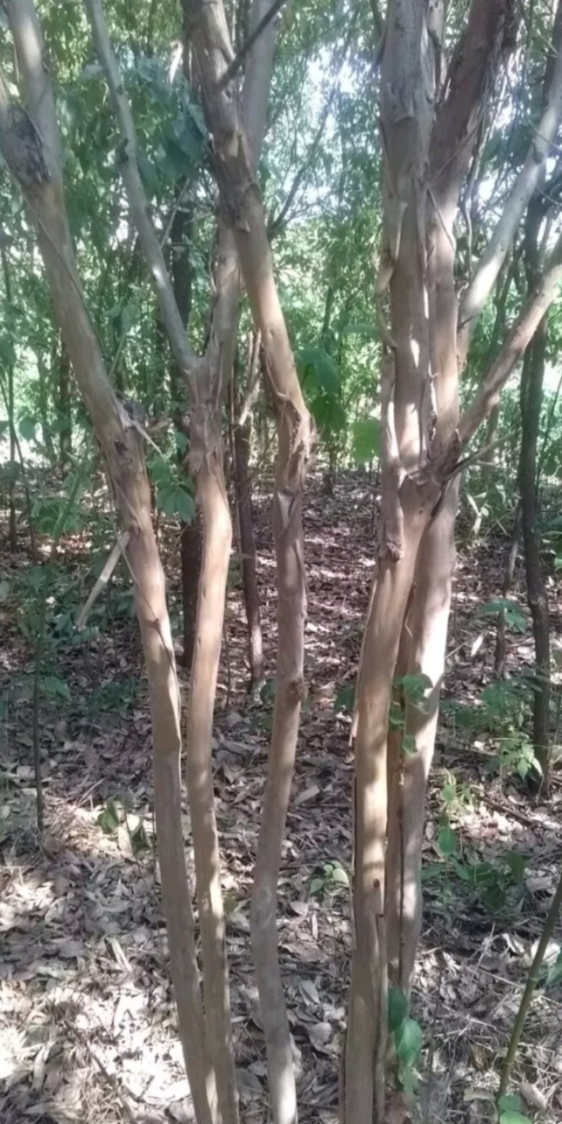 紫薇