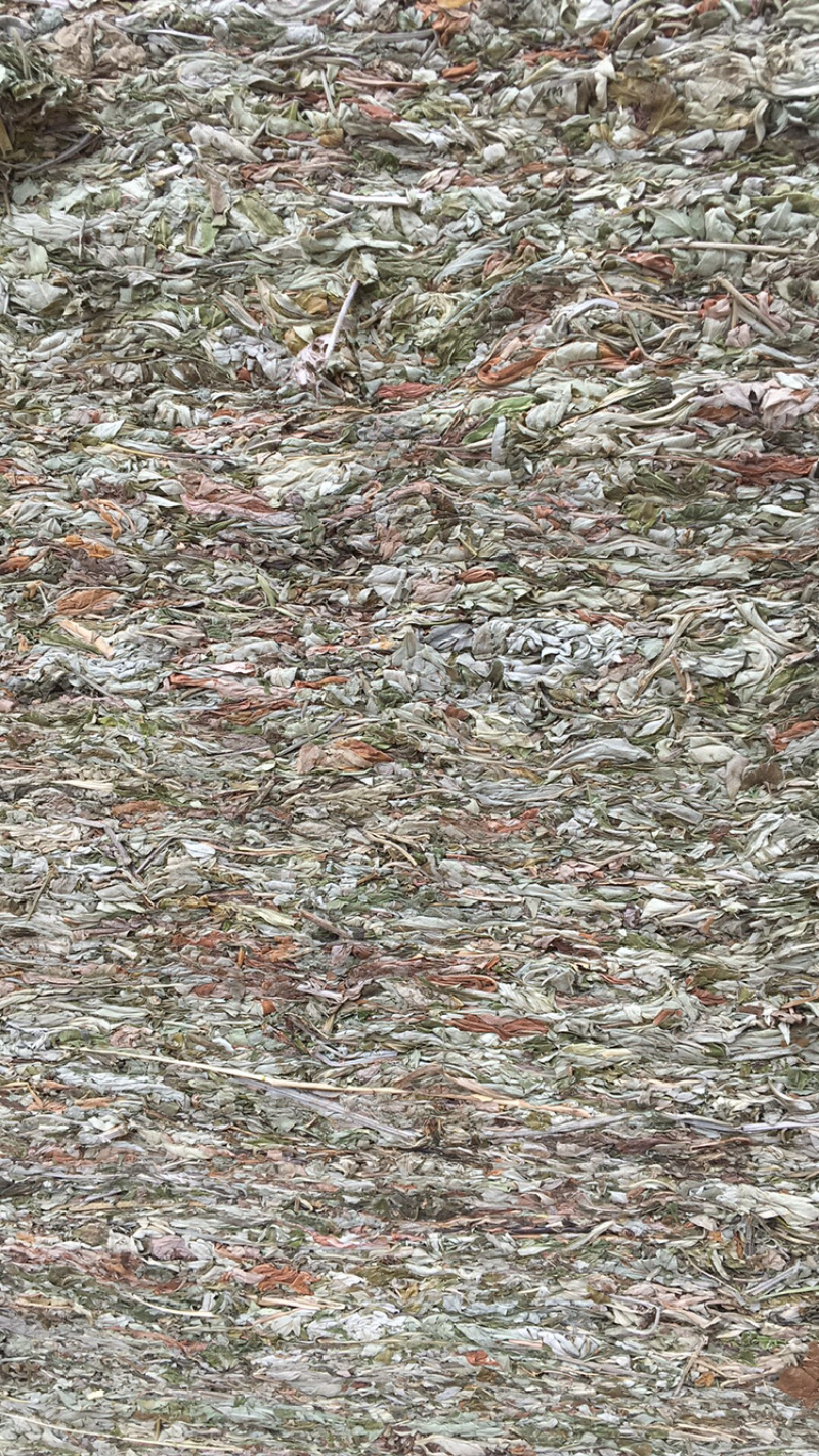 艾叶。产地直供