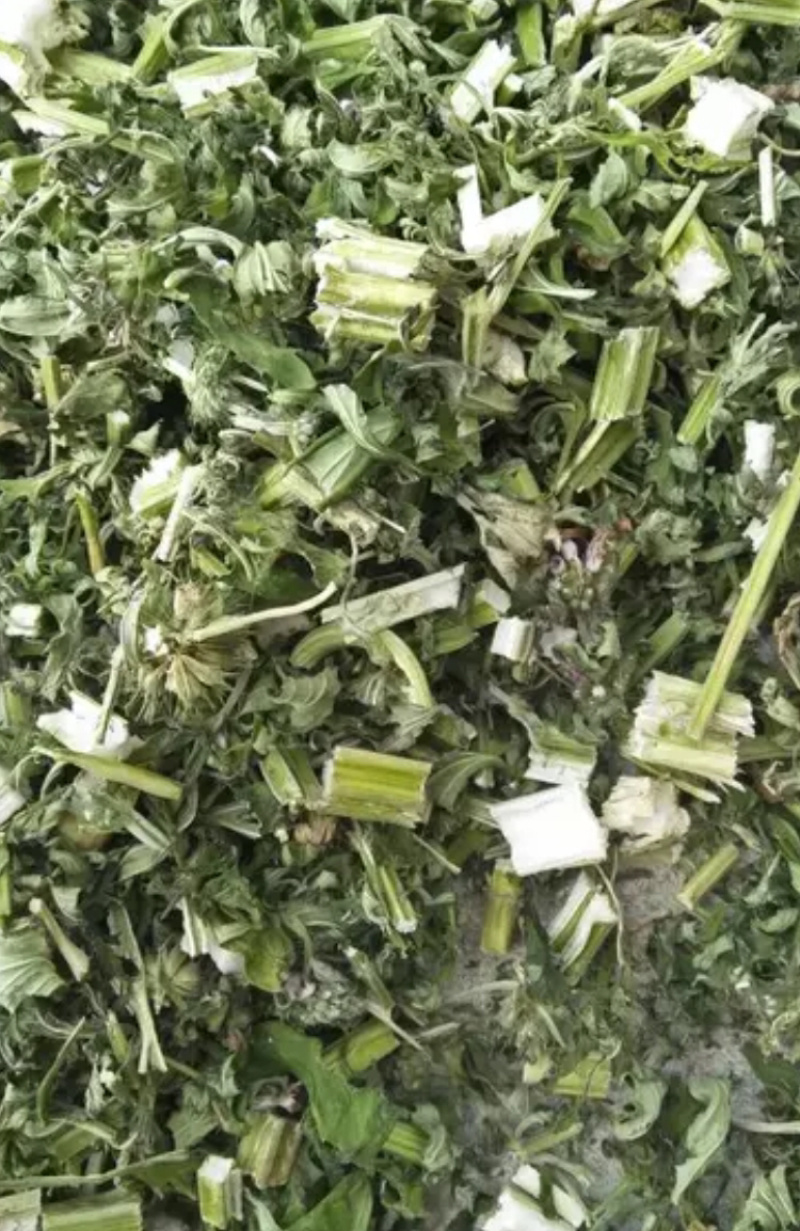 益母草产地直供前期后期