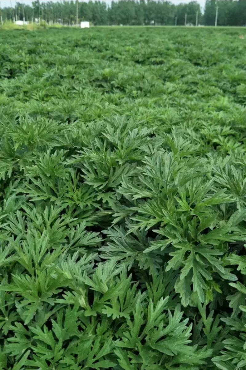 益母草产地直供前期后期