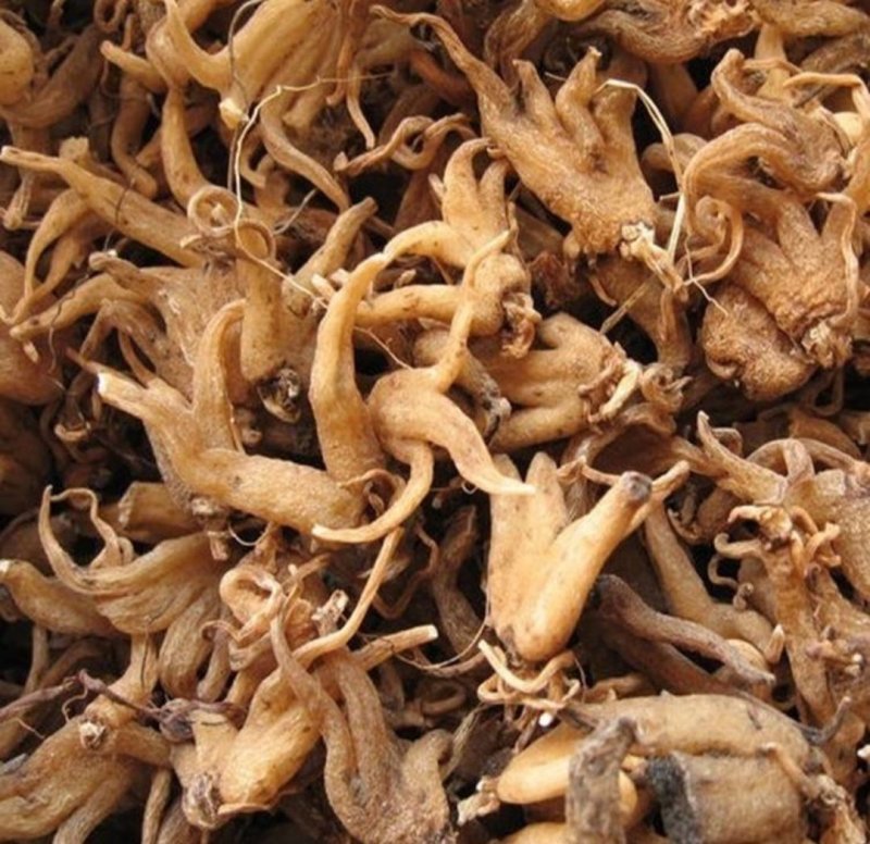手掌参，道地药材，质优价实，品质保证，药典标准一公斤起批