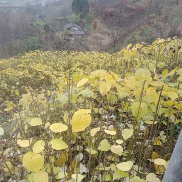 毛叶山桐子苗