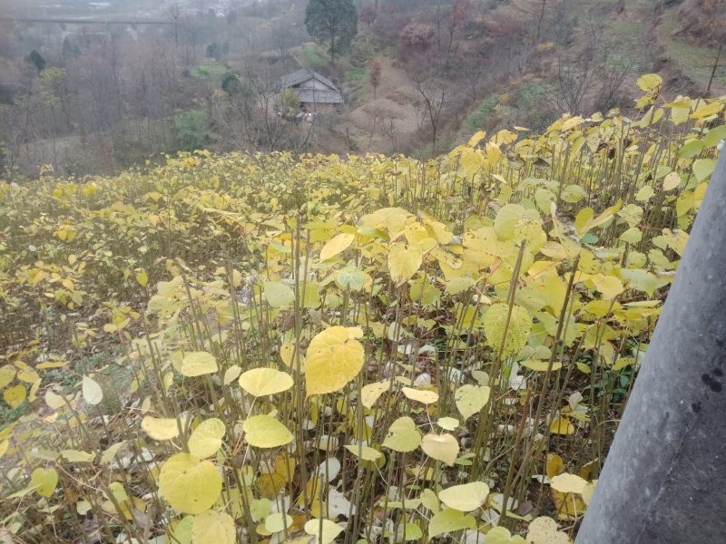 毛叶山桐子苗