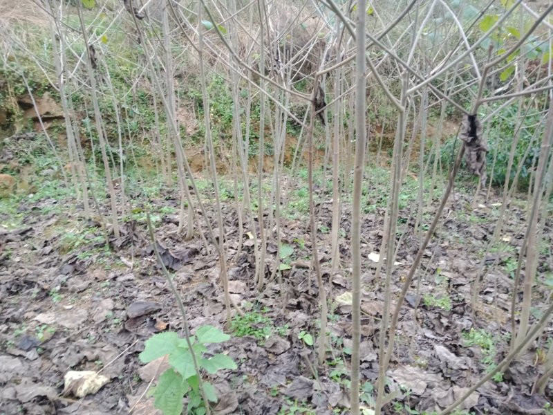 毛叶山桐子苗