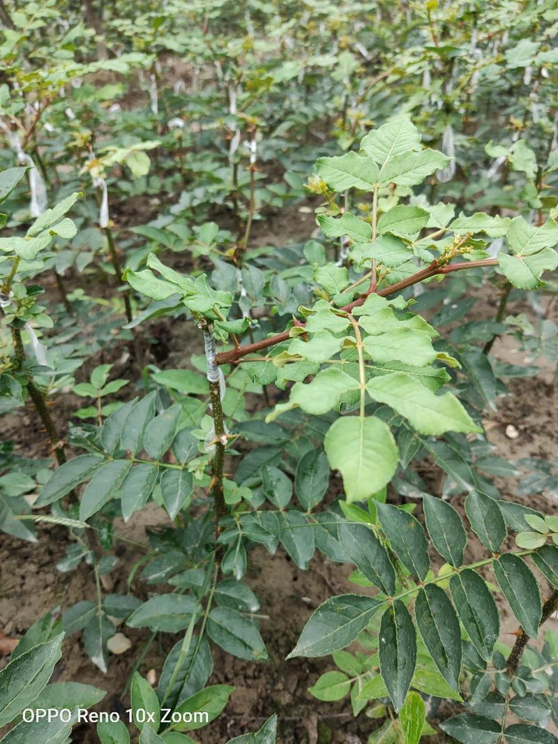 无刺花椒苗大红包嫁接提供技术指导出产在甘肃省陇南市武都区