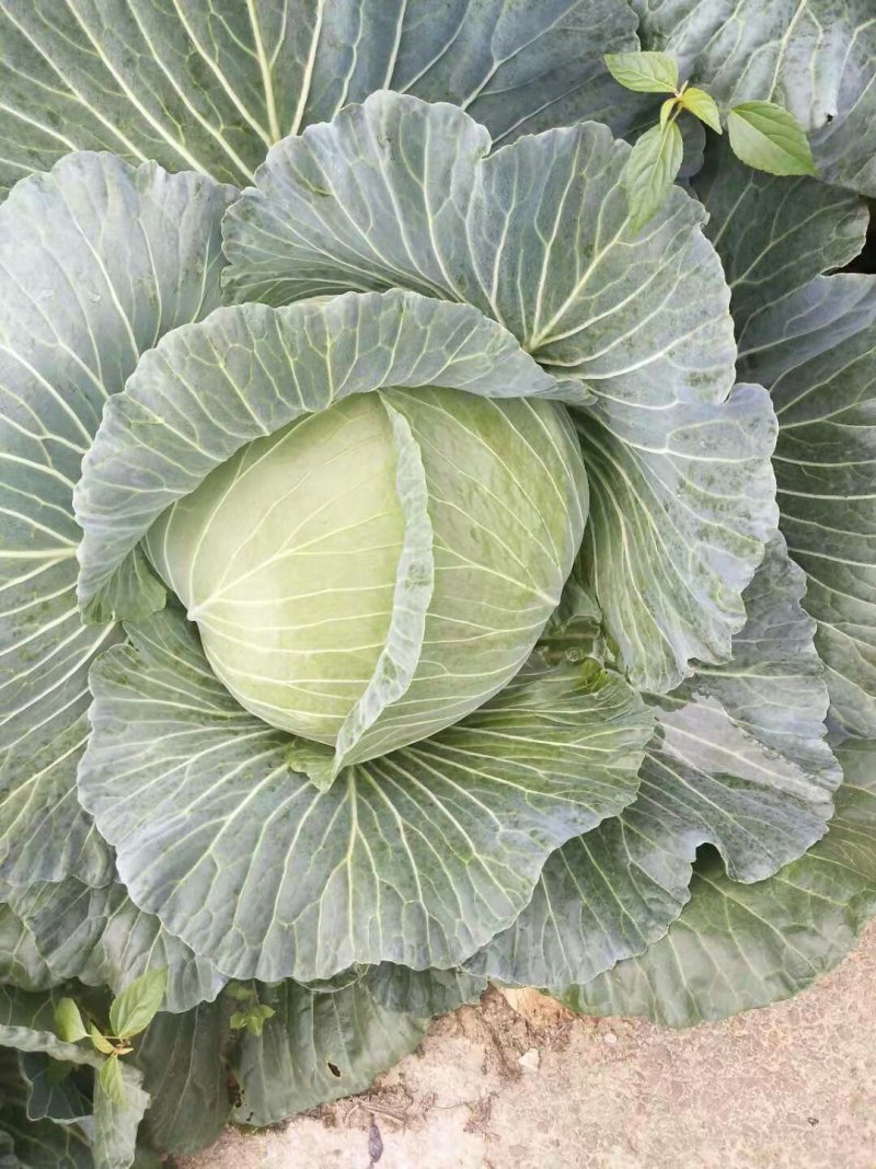 包菜