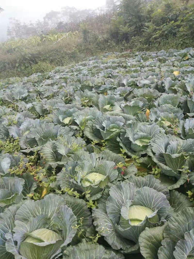 包菜