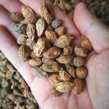 益智仁益智果各种规格益智仁调味料煲汤