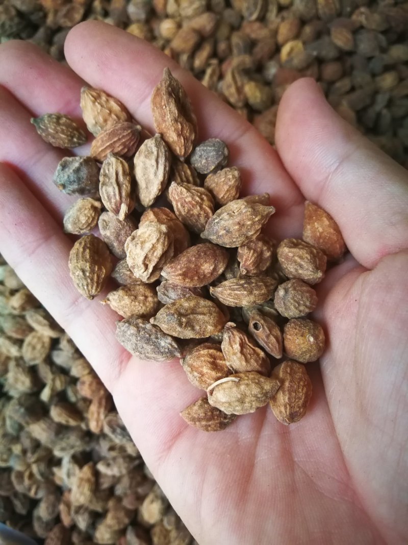 益智仁益智果各种规格益智仁调味料煲汤
