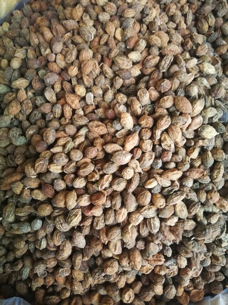 益智仁益智果各种规格益智仁调味料煲汤