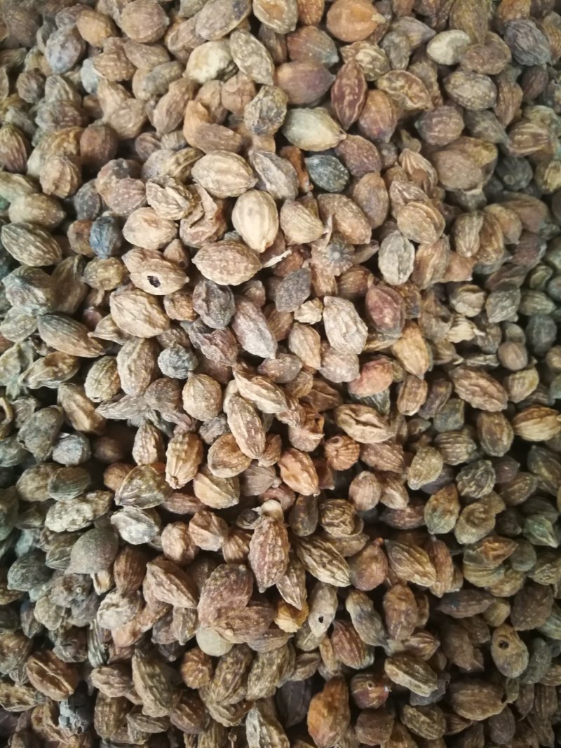 益智仁益智果各种规格益智仁调味料煲汤