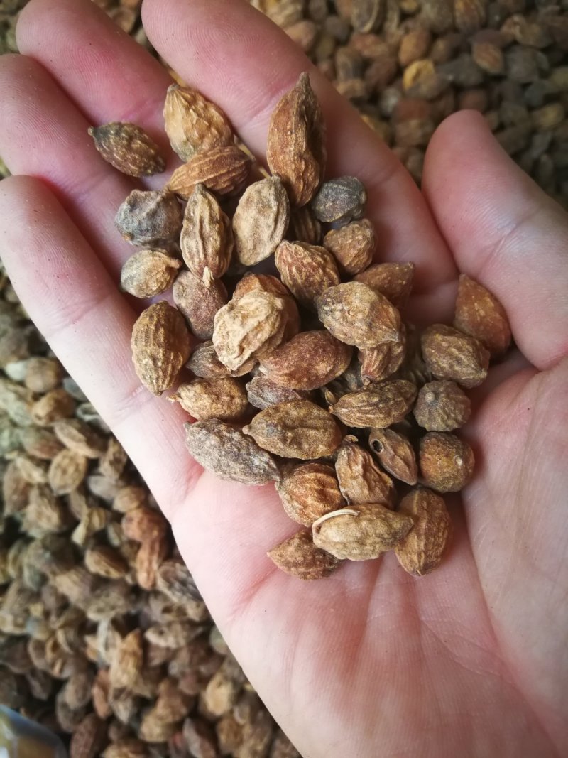 益智仁益智果各种规格益智仁调味料煲汤