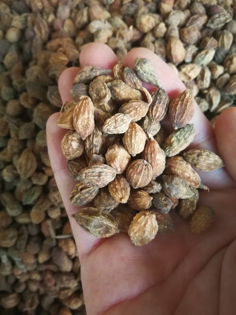 益智仁益智果各种规格益智仁调味料煲汤