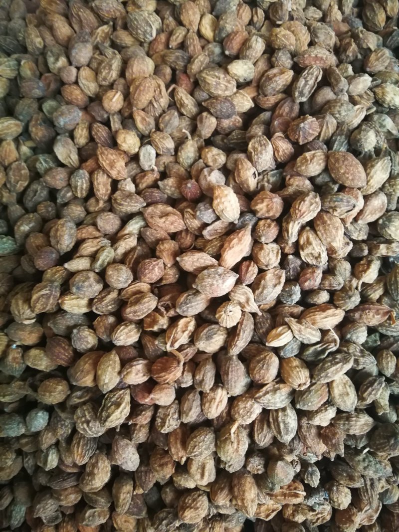 益智仁益智果各种规格益智仁调味料煲汤