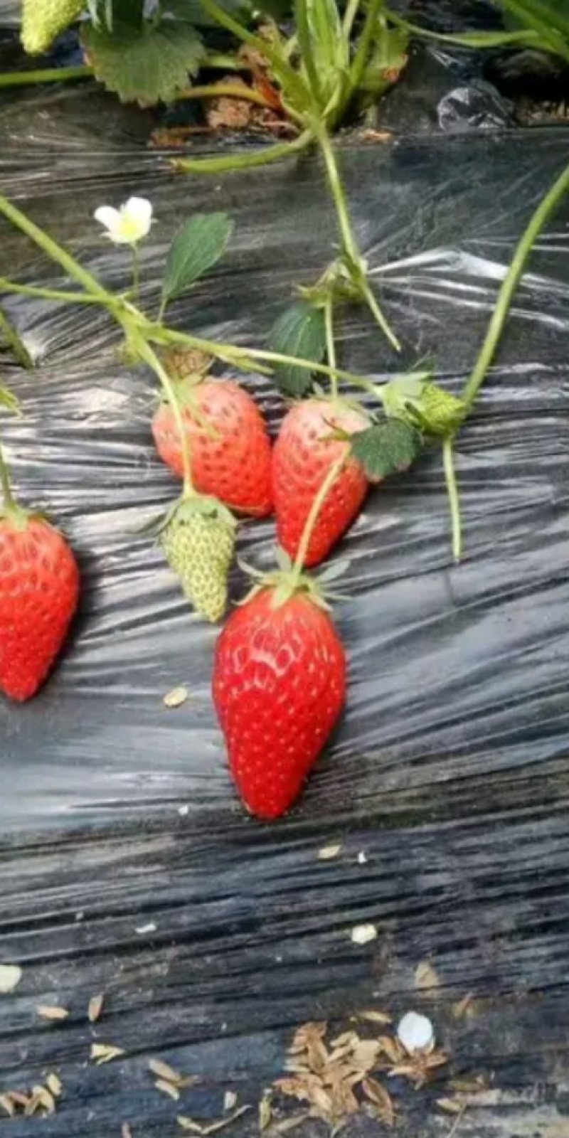 草莓苗，红宝草莓苗，红颜草莓苗货真价实，签合同包品种