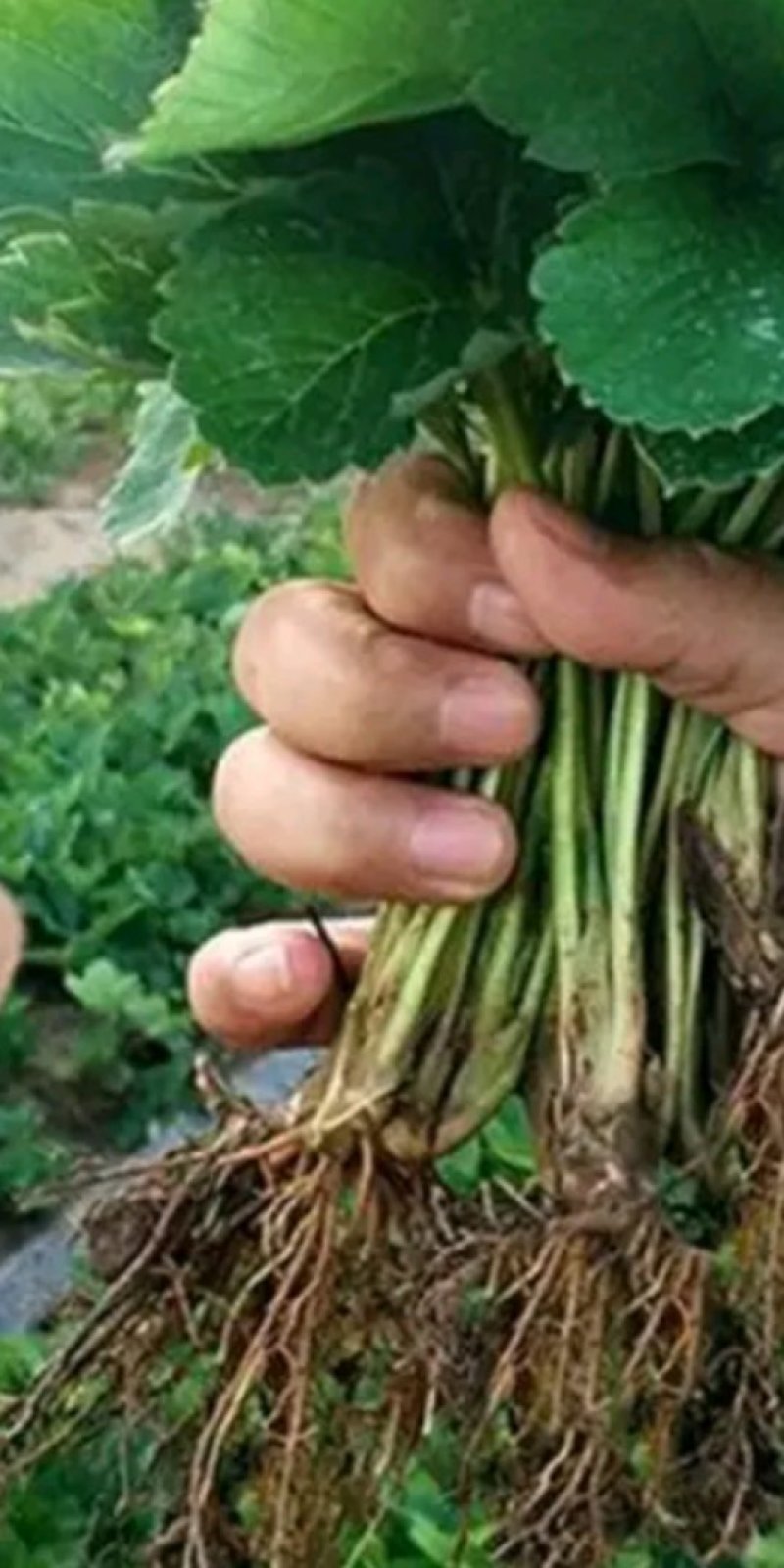 草莓苗，红宝草莓苗，红颜草莓苗货真价实，签合同包品种