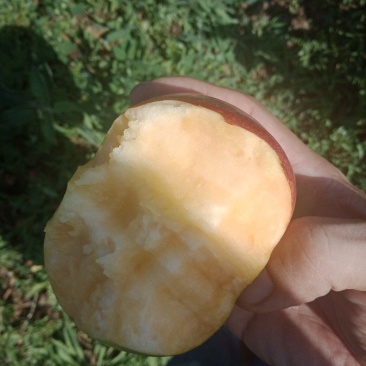 水蜜桃苹果AAAAA