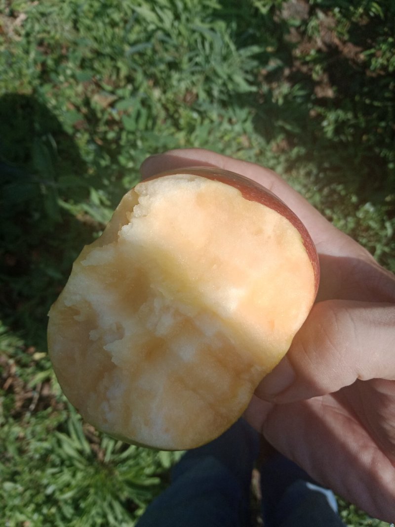 水蜜桃苹果AAAAA