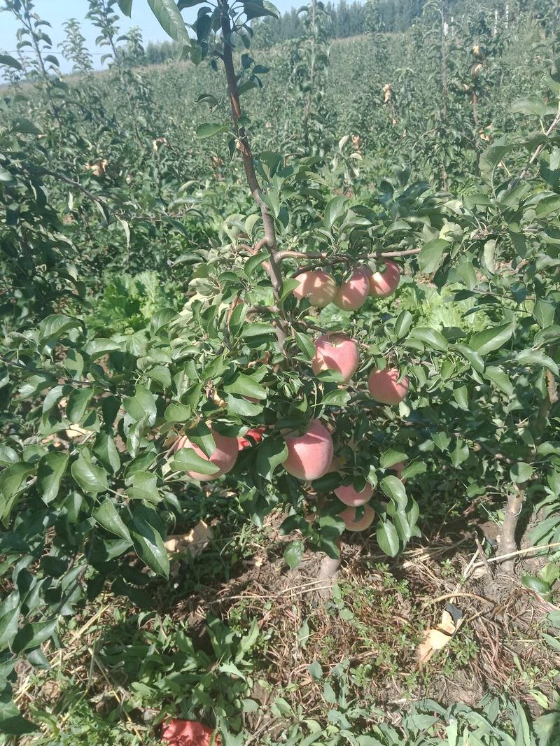 水蜜桃苹果AAAAA
