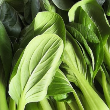 油菜