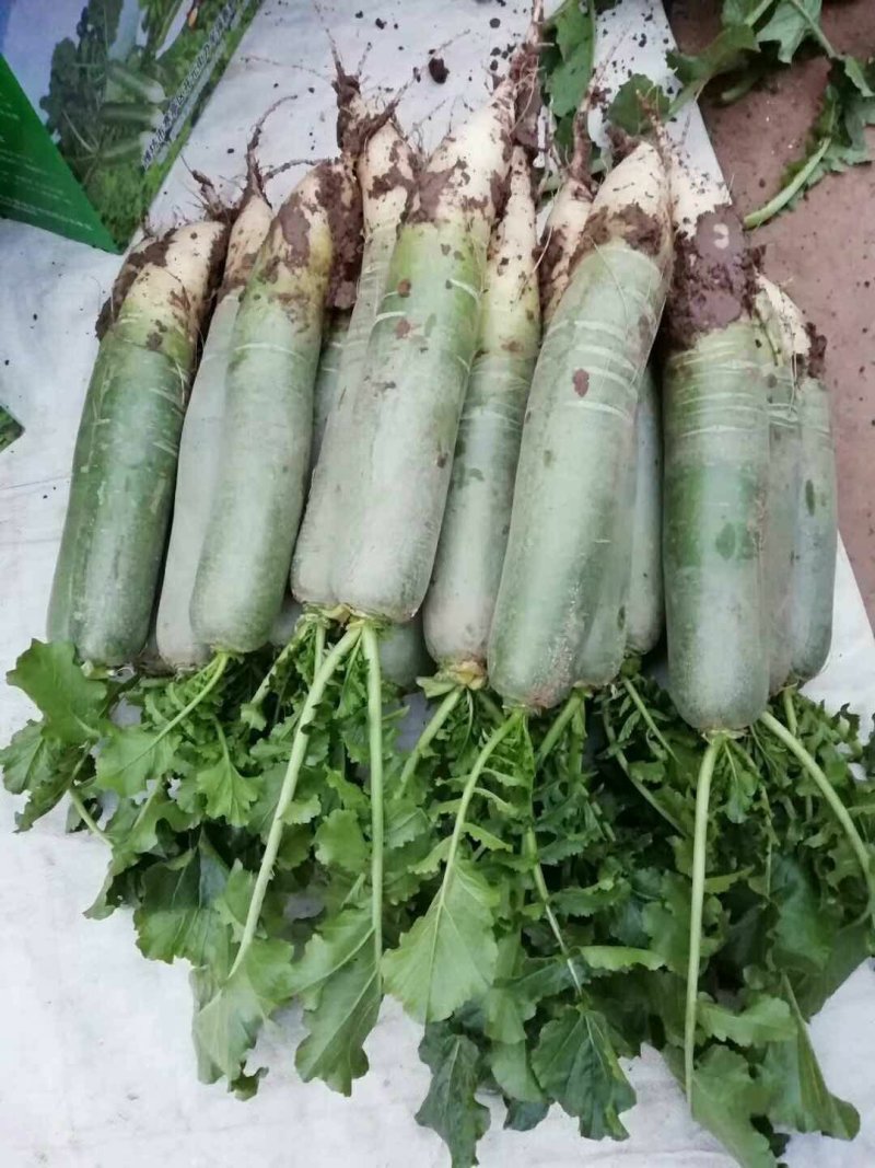 潍县萝卜，大量供应，青茬口感脆甜，产地批发，无代办费