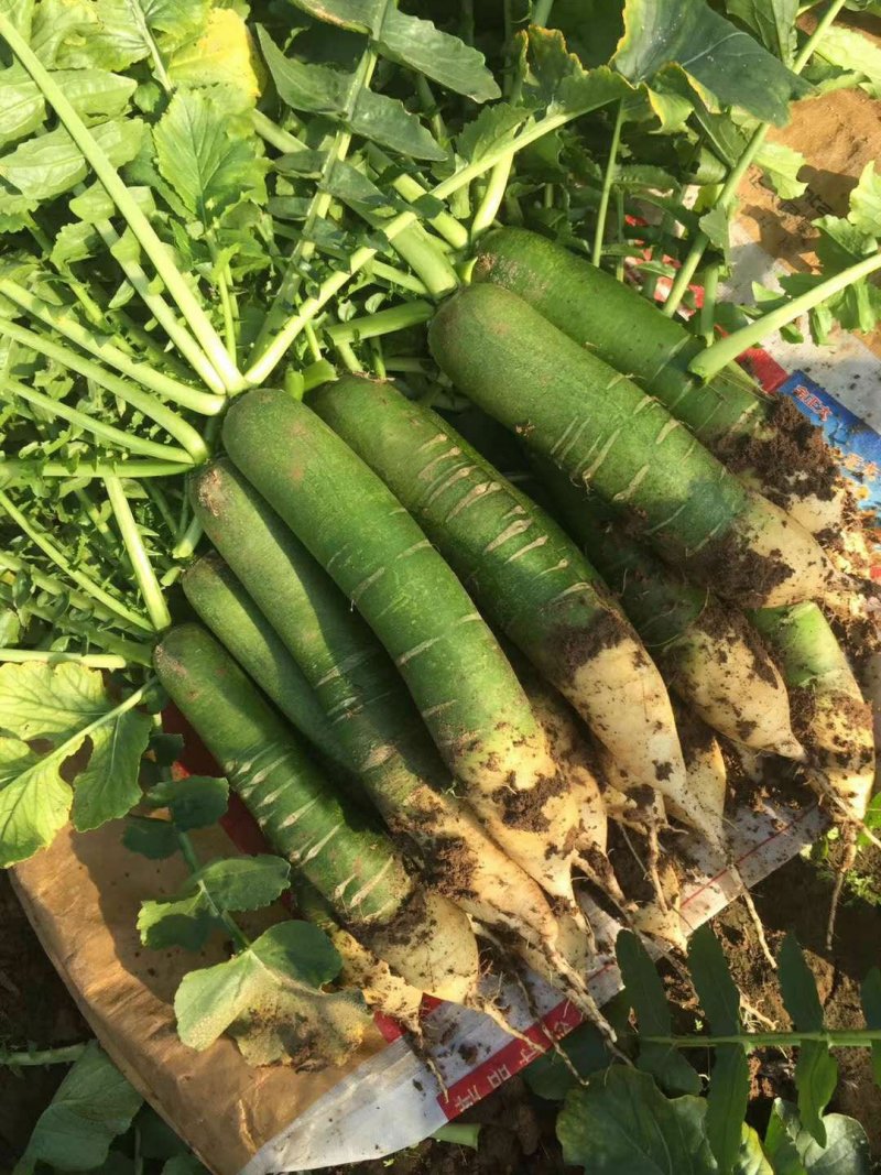 潍县萝卜，大量供应，青茬口感脆甜，产地批发，无代办费