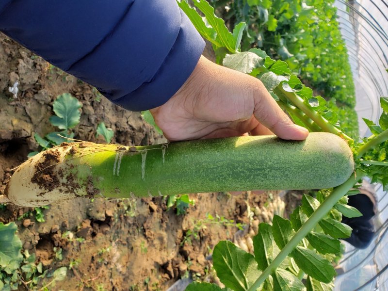 潍县萝卜，大量供应，青茬口感脆甜，产地批发，无代办费