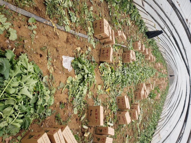 潍县萝卜，大量供应，青茬口感脆甜，产地批发，无代办费
