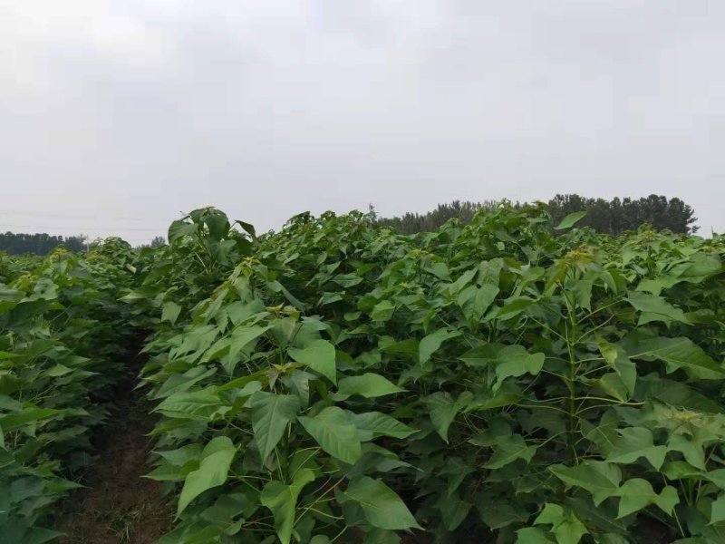 优质楸树根苗成活率高死苗补发拍装车视频