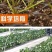 蒙特瑞草莓苗:四季草莓苗:一年四季都在结果的草莓苗品种