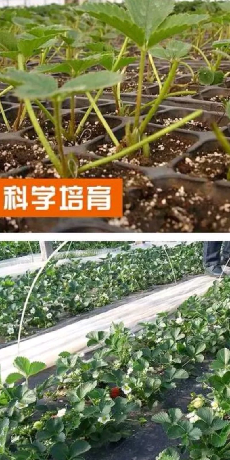 蒙特瑞草莓苗:四季草莓苗:一年四季都在结果的草莓苗品种