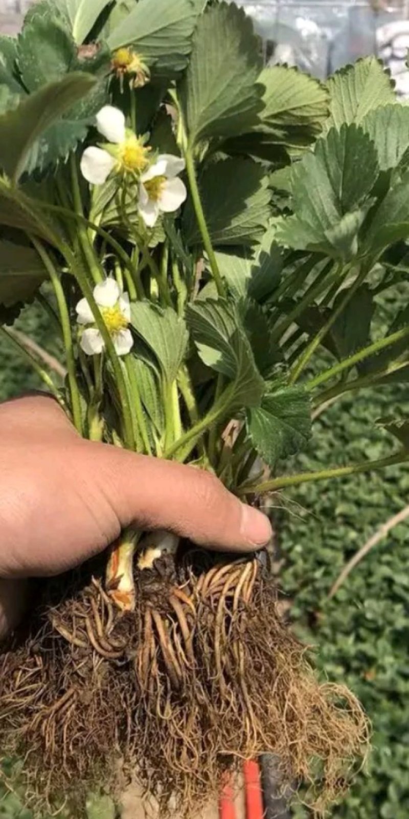 章姬草莓苗:牛奶草莓苗:四季草莓苗草莓苗:草莓苗新品种